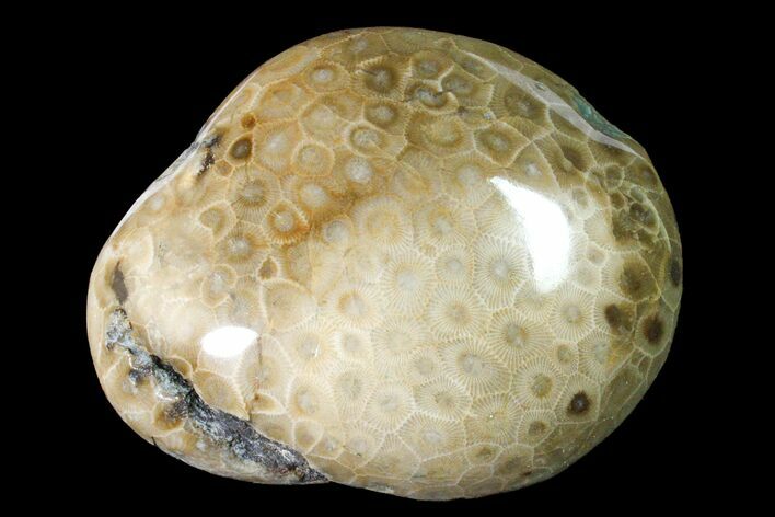 Polished Petoskey Stone (Fossil Coral) - Michigan #162067